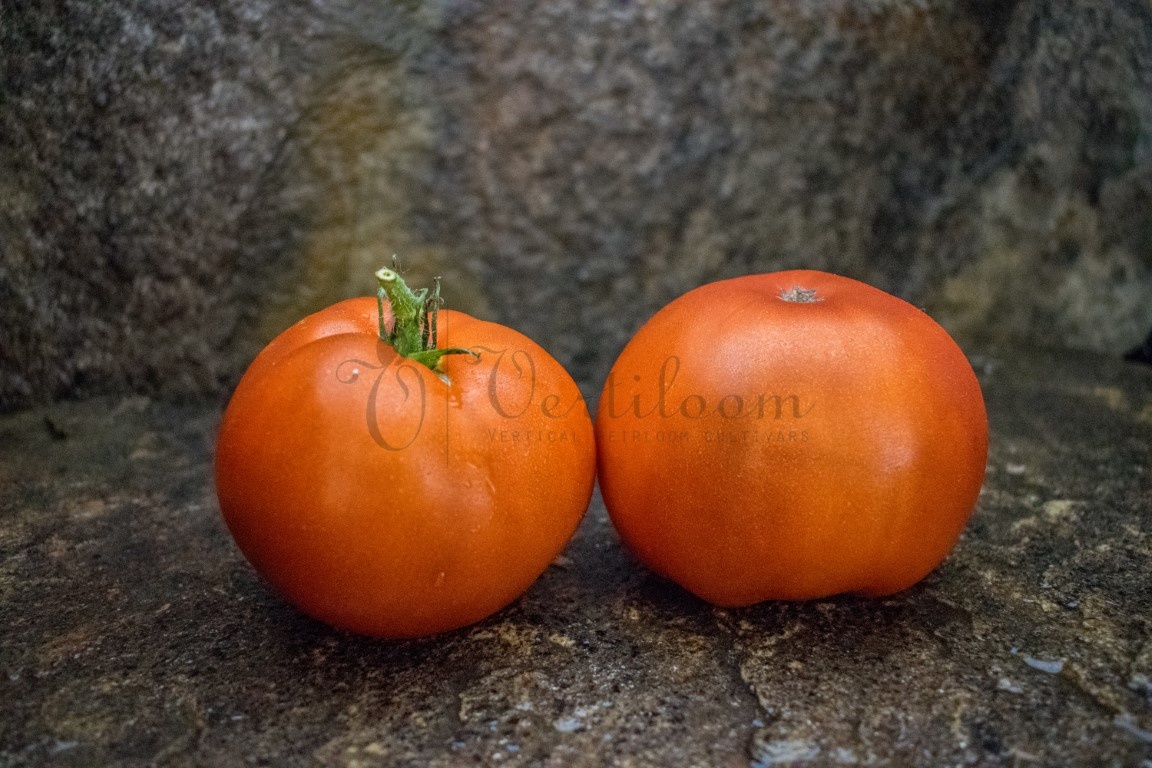 Dwarf Grandma’s Chocolate