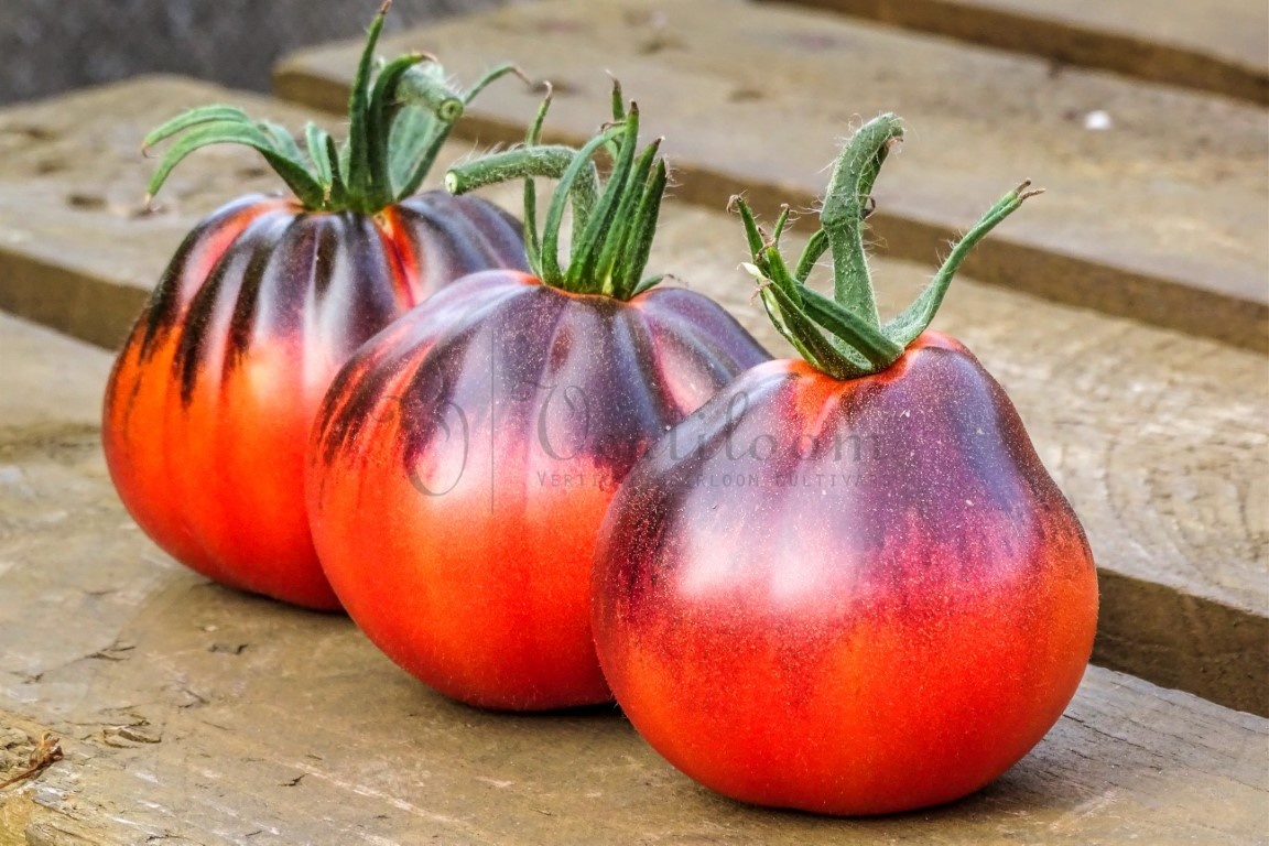 Blue Tomatoes