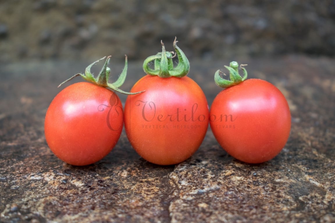 Cherry Brandywine - Tomato - Vertiloom