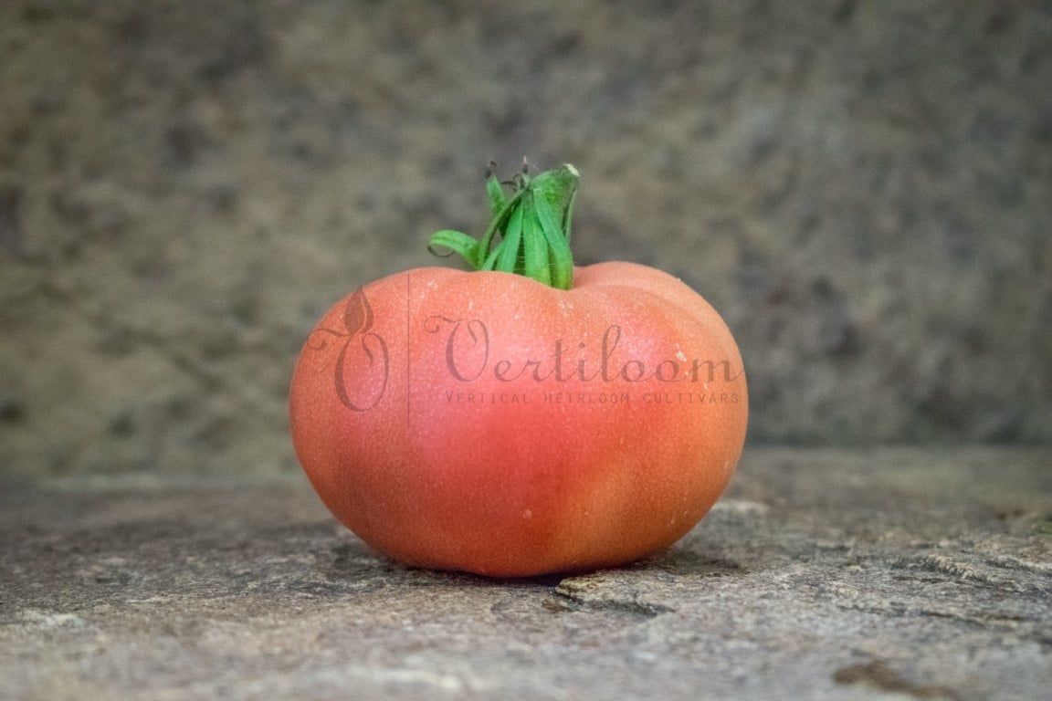Tomate Cherokee