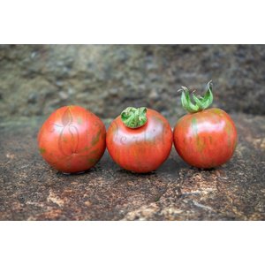 green vernissage tomato plant