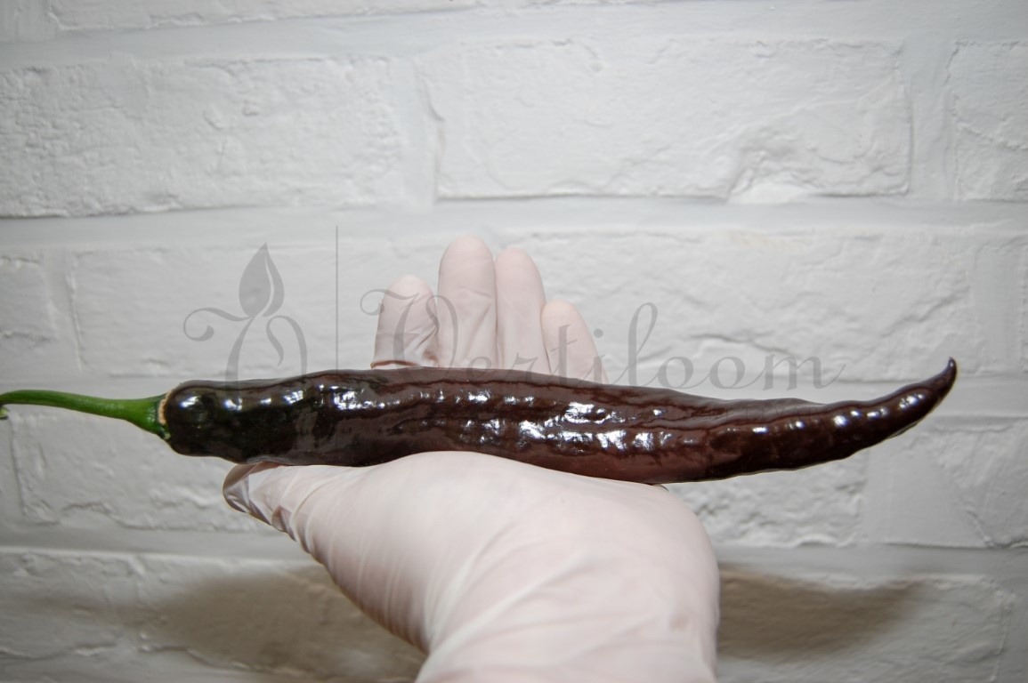 Pasilla Bajio Mild Mexican Pepper Vertiloom