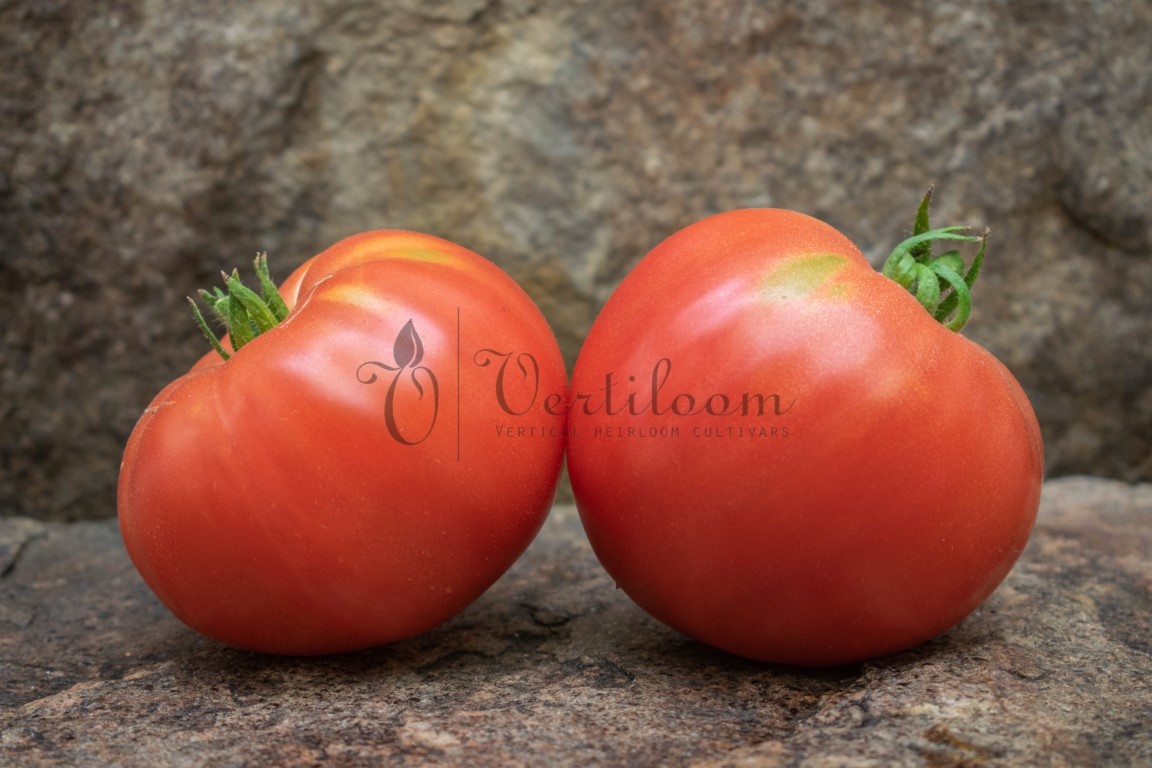 Kentucky Beefsteak Tomatoes Heirloom Variety