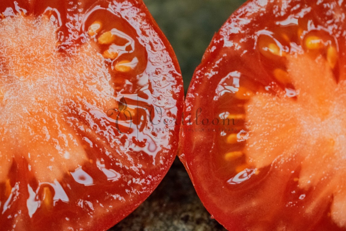 Beaverlodge Slicer - Heirloom Tomato Seeds
