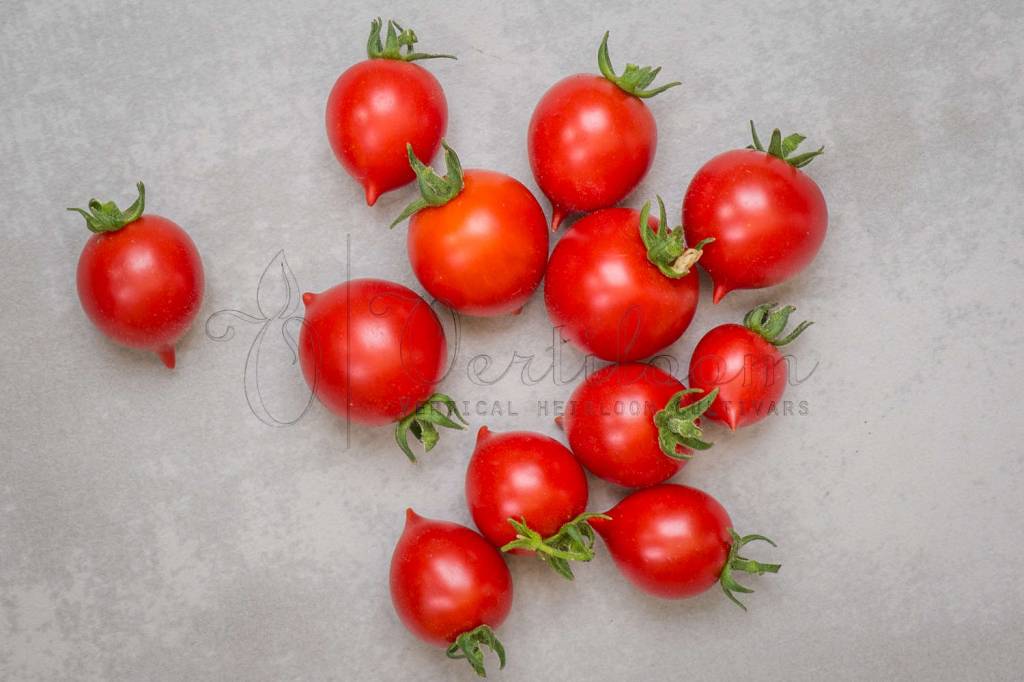 Géranium Kiss - Tomato - Vertiloom
