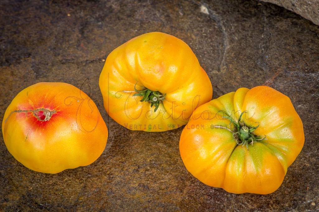 Tomato ''Nature's Riddle'' ~10 Top Quality Seeds MEGA RARE Unique Organic 