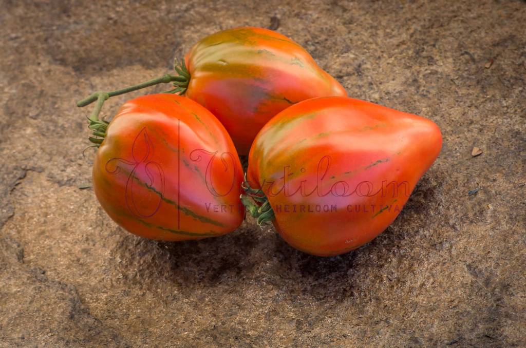 CÅur De BÅuf Rose Tomato Vertiloom