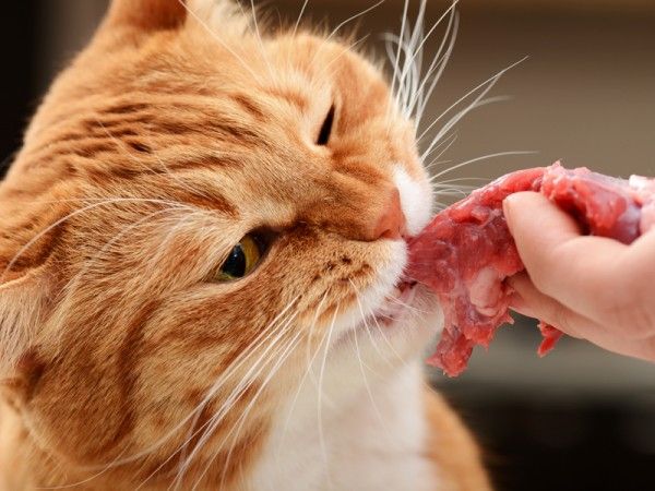 trui Kwik Opsommen Kattenvoer, vers of brok? | Ozzles Dogfood