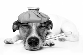 Diarree en spijsverteringsproblemen bij honden