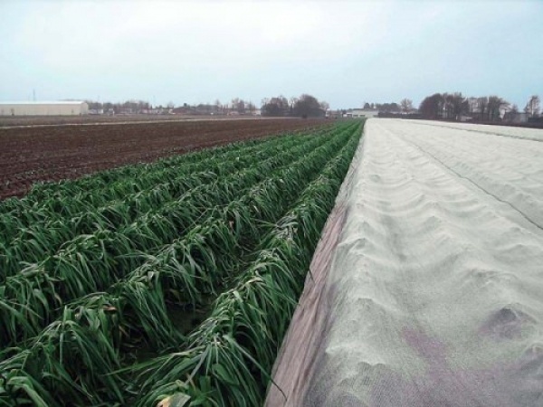 Gras Groei Cover Doek 200m2