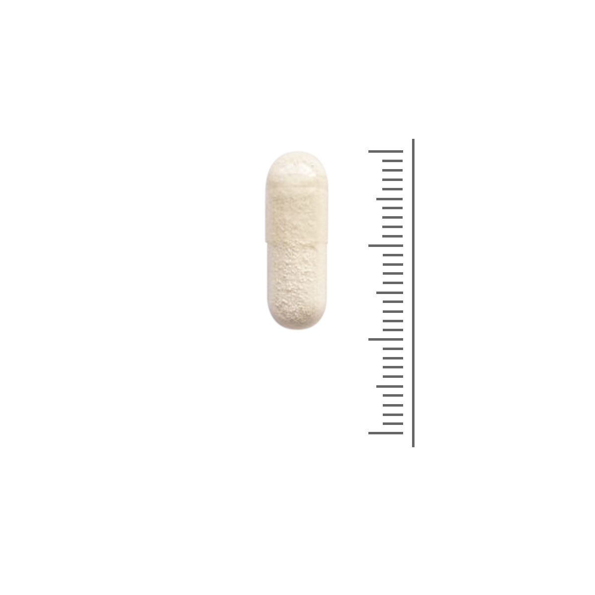 L-Arginine 100 gélules