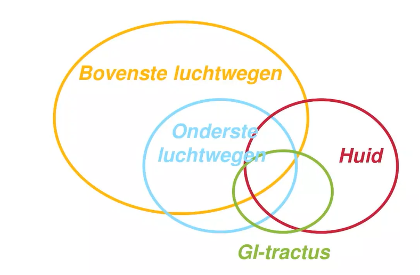 Overzicht van bovenste en onderste luchtwegen, huid en GI-tractus bij allergie en astma. 