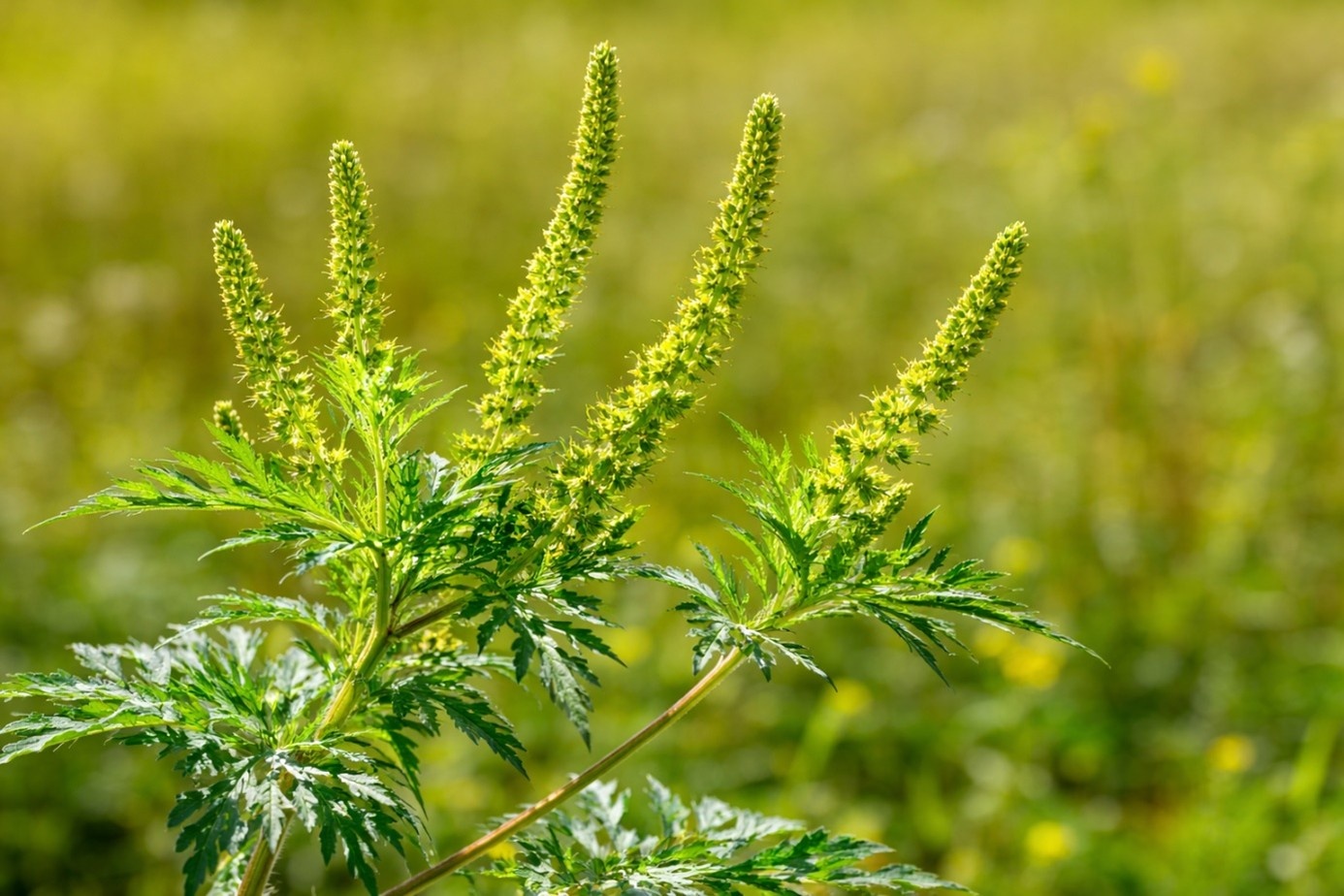 Close-up van een ambrosiaplant (Ambrosia artemisiifolia) die sterk allergene pollen produceert en hooikoortsklachten kan veroorzaken.