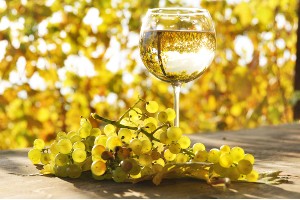 Chardonnay – de wereldkampioen van de witte wijnen