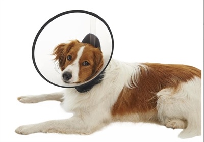 Buster Premium Dog Collar - Beschermkraag Small