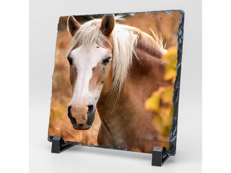 Vierkante Gedenktegel van Leisteen voor Huisdieren – Herinner je Huisdier met Foto en Tekst