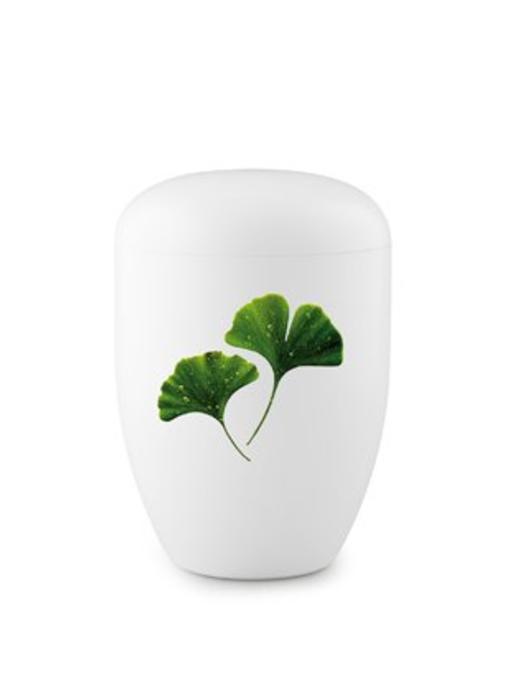 Ginkgo wit - staal