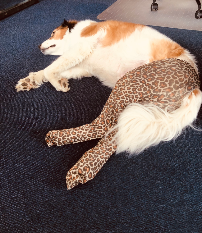 SOSHIN Eloy hondenpanty 01 april grap!