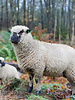 Ivanhoe Ivanhoe of Sweden Womens NLS Dahlia - Nutmeg