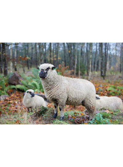 Ivanhoe Ivanhoe of Sweden Womens NLS Twig Long - Nutmeg