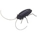 Kakkerlak op Zonne-Energie