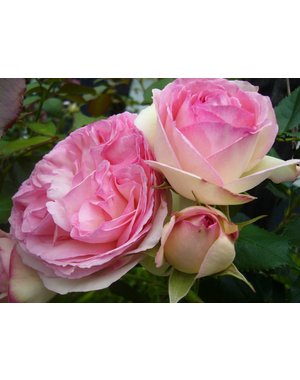 Meilland® Rosa Eden Rose®-Pierre de Ronsard