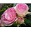 Meilland® Rosa Eden Rose®-Pierre de Ronsard