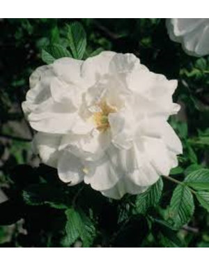  Rosa Blanc Double de Coubert