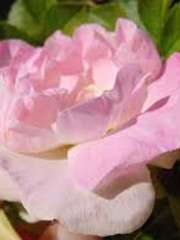  Rosa Polareis
