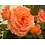 Meilland® Rosa Orange Meilove®