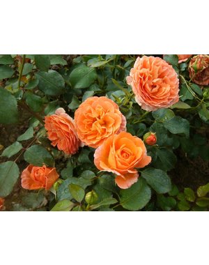 Meilland® Rosa Orange Meilove®