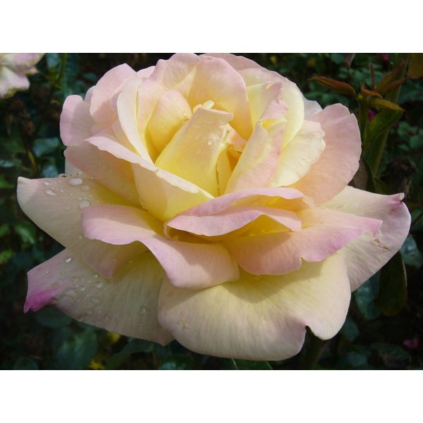 Meilland® Rosa Peace (Gloria Dei)