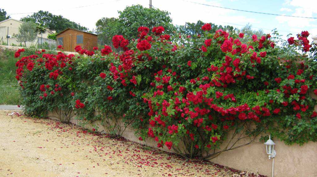 Struikrozen rechtstreeks van de kweker