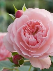 Meilland® Rosa Rose Meilove (Sunblaze) - Stammhöhe 60cm und 90cm
