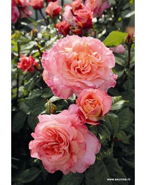 Tantau® Rosa Augusta Luise®