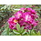 Rambler Rosa Perennial Blue®