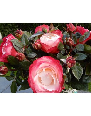 Tantau® Rosa Nostalgie® - Stammhöhe 60cm