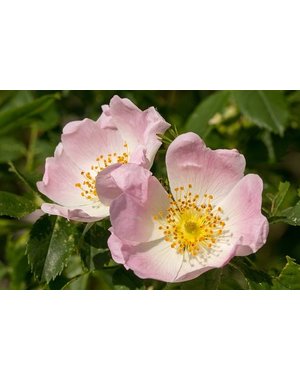  Rosa Canina ( Hondsroos)