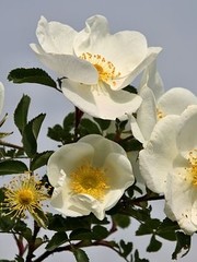  Rosa pimpinellifolia