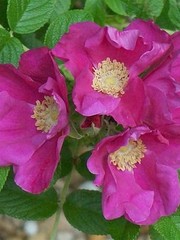  Rosa Rugosa