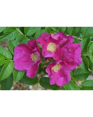  Rosa Rugosa, de Rimpelroos