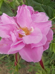 Kordes® Rosa Pink Roadrunner®