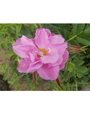 Kordes® Rosa Pink Roadrunner®