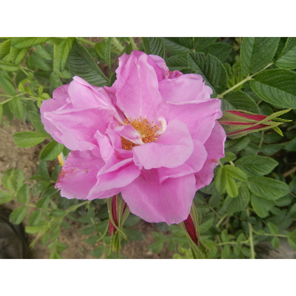 Kordes® Rosa Pink Roadrunner®