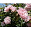 Meilland® Rosa Climbing Bonica®