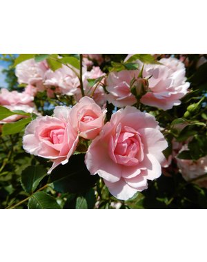 Meilland® Rosa Climbing Bonica®