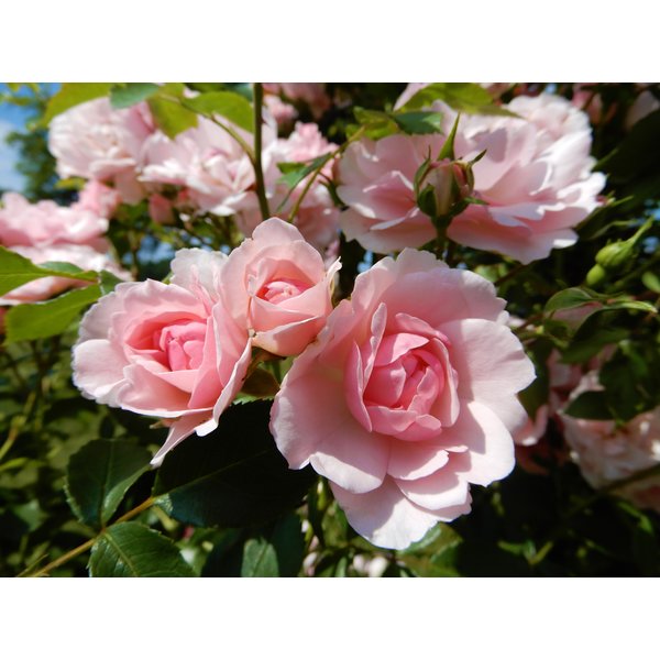 Meilland® Rosa Climbing Bonica®