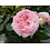 Meilland® Rosa Eden Rose®-Pierre de Ronsard