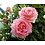 Meilland® Rosa Eden Rose®-Pierre de Ronsard