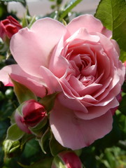 Meilland® Rosa Rose Meilove® (Sunblaze)